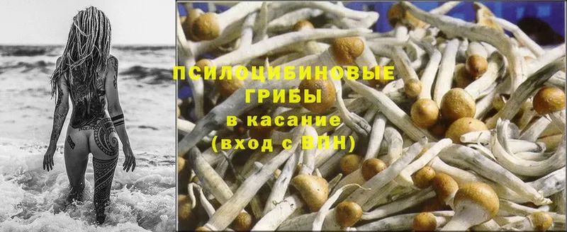 Псилоцибиновые грибы Cubensis  Ермолино 